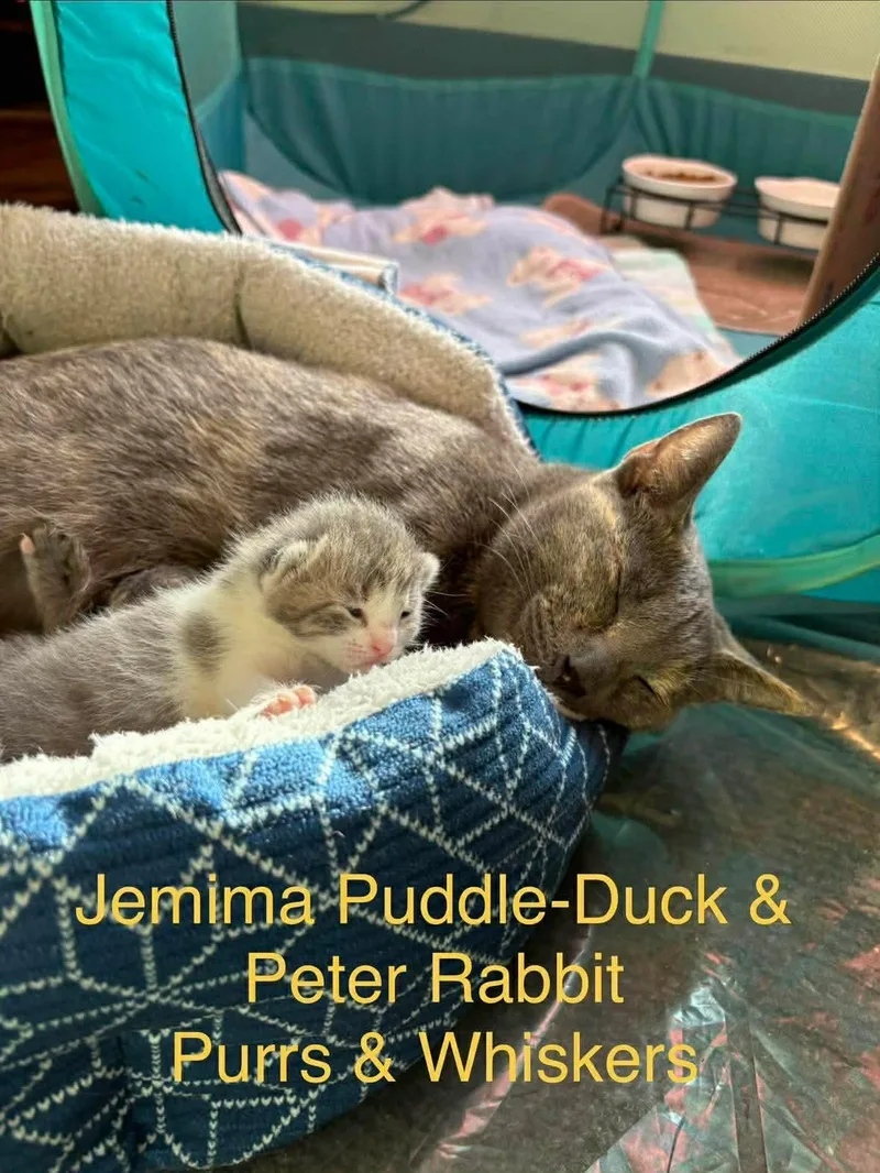 Jemima Puddleduck thumbnail 2