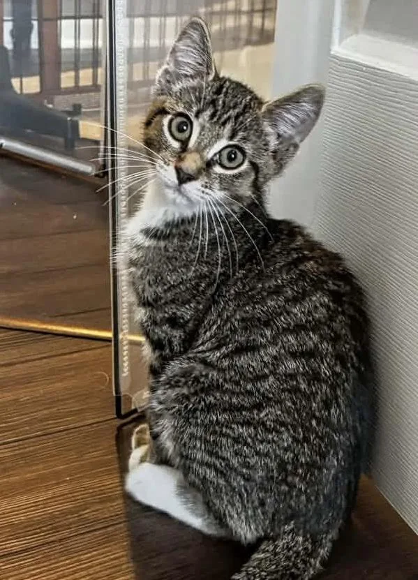 A baby medium-sized male Tabby (Tiger Striped) Domestic Short Hair cat named Baby Bear for adoption in Breinigsville, PA
