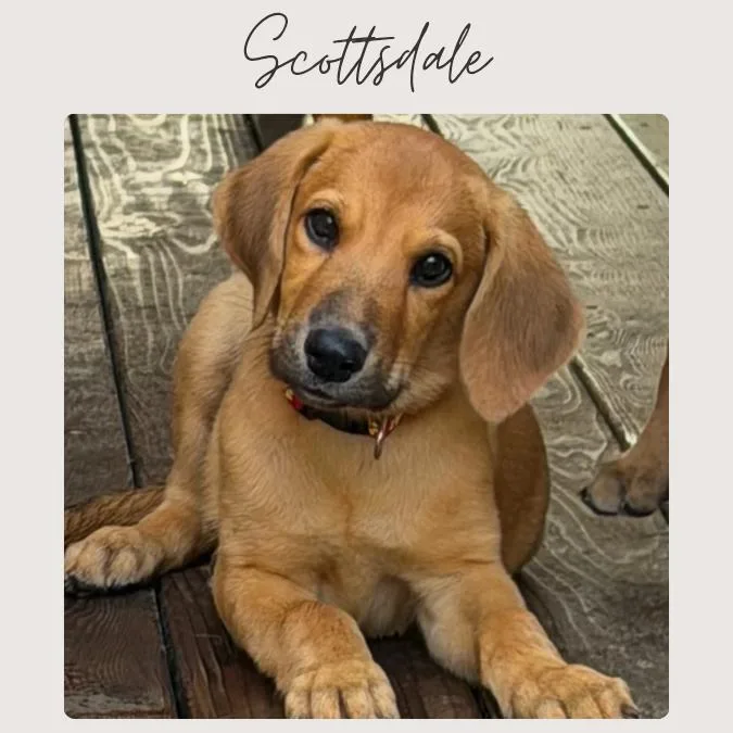 Scottsdale thumbnail 2