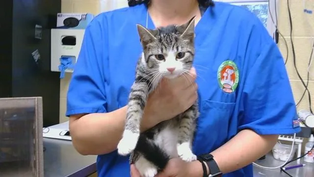 A baby medium-sized female Domestic Short Hair cat named Blue Jean Baby for adoption in Cookeville, TN