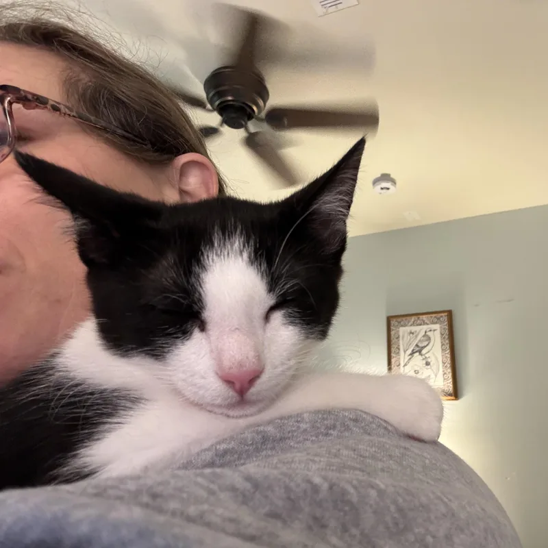 A baby medium-sized female Black & White / Tuxedo Domestic Short Hair cat named Ursula for adoption in Fairfax Station, VA