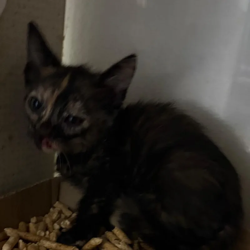A baby small-sized female Tortoiseshell Domestic Short Hair cat named HeidaGorilla for adoption in Yuma, AZ