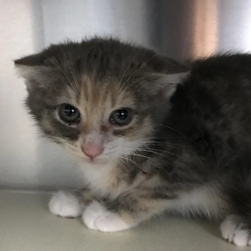 A baby small-sized female Calico Domestic Short Hair cat named Tater Tot for adoption in Newark, NJ