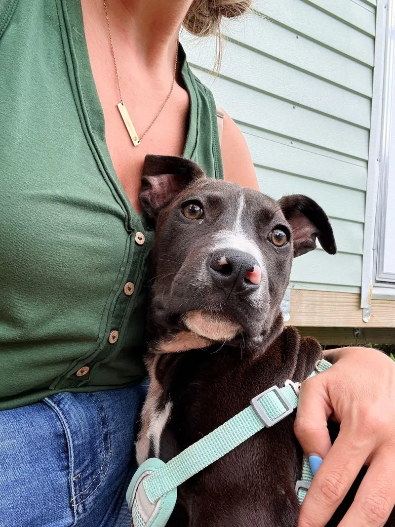 A young medium-sized male Staffordshire Bull Terrier dog named Forrest for adoption in Melbourne , FL