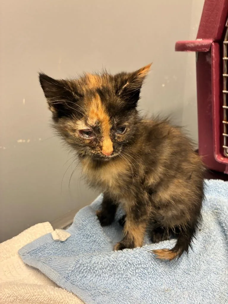 A baby medium-sized female Domestic Short Hair cat named Hallie for adoption in Bloomington, IN