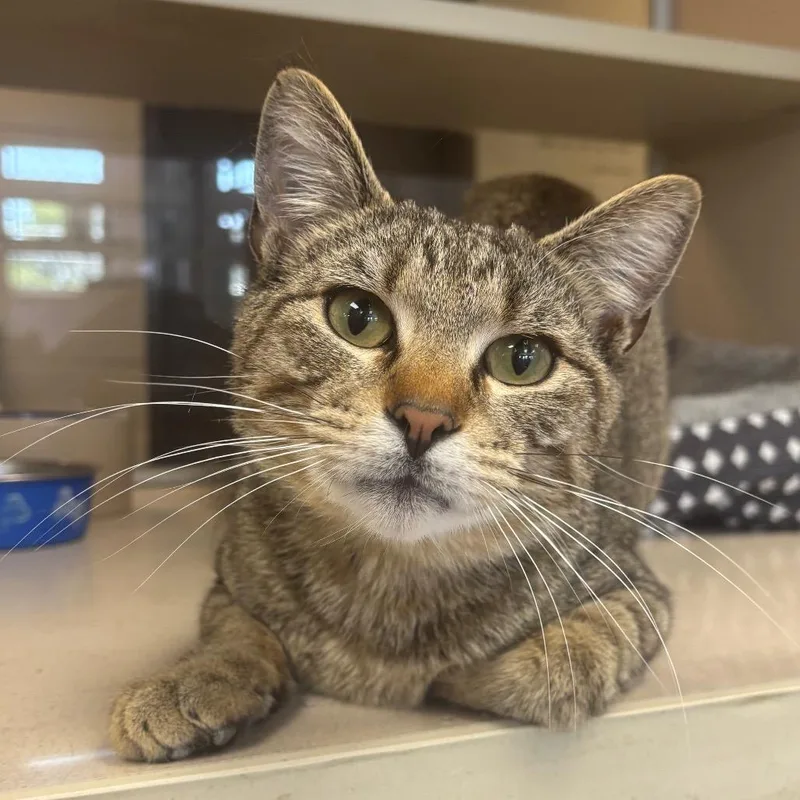 An adult medium-sized male Brown / Chocolate Domestic Short Hair cat named Fred for adoption in Marshalltown, IA