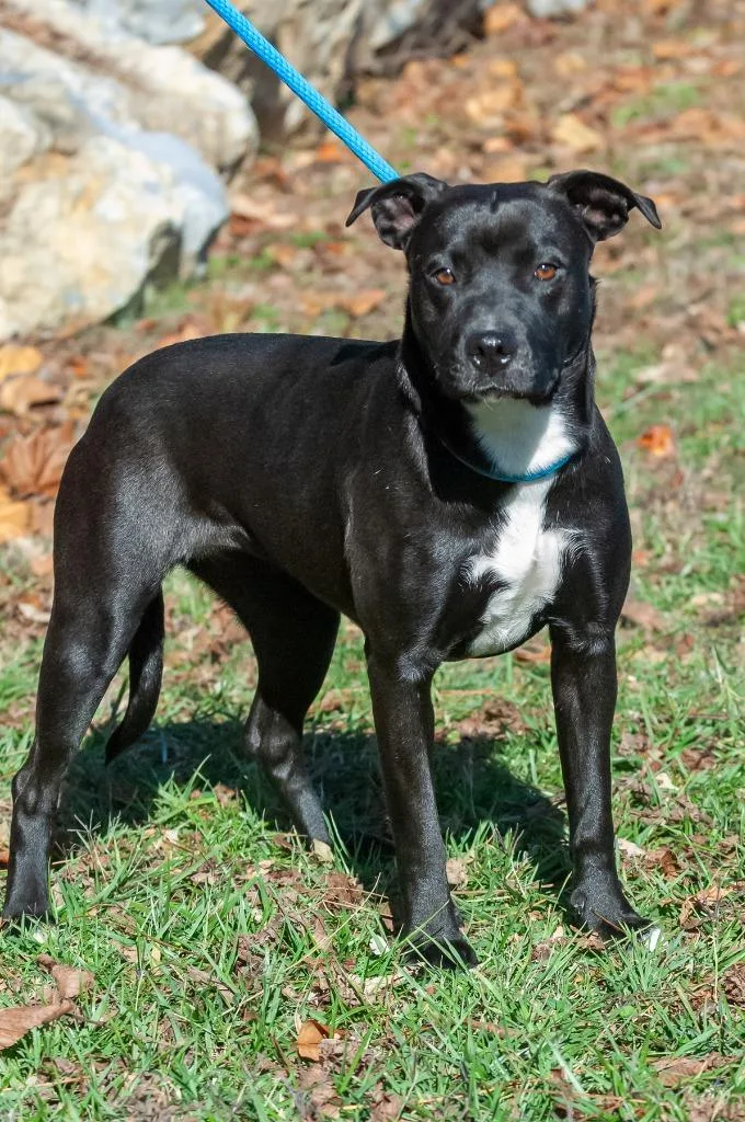 A young medium-sized female Labrador Retriever dog named Starsable for adoption in Johnson City, TN