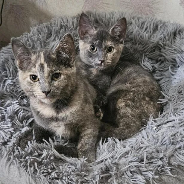 A baby medium-sized female Tortoiseshell Dilute Tortoiseshell cat named Latte bonded with Cappuccino for adoption in Johnson City, TN