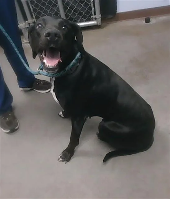 An adult large-sized male Labrador Retriever dog named Blab for adoption in Phoenix, AZ