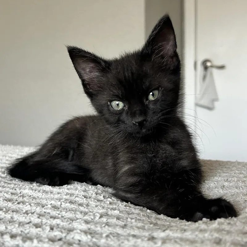A baby small-sized male Black Domestic Short Hair cat named Oscuro for adoption in Abilene, TX