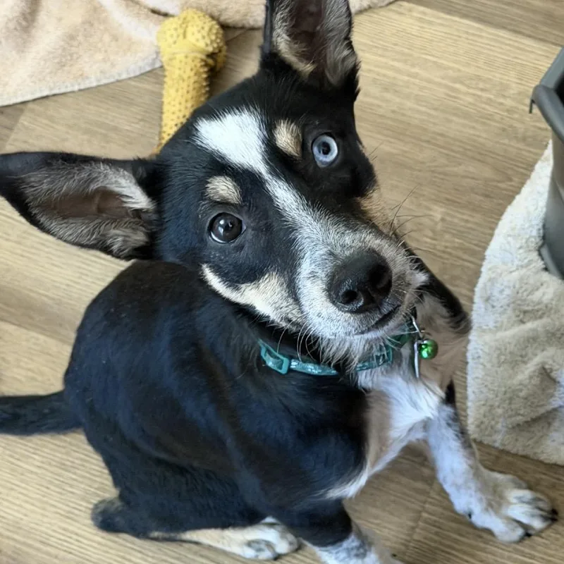A young small-sized female Black Mixed Breed dog named Sticks for adoption in Buffalo, MN