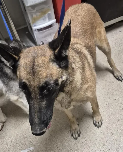 An adult medium-sized female Belgian Shepherd / Malinois dog named Belga for adoption in Bakersfield, CA