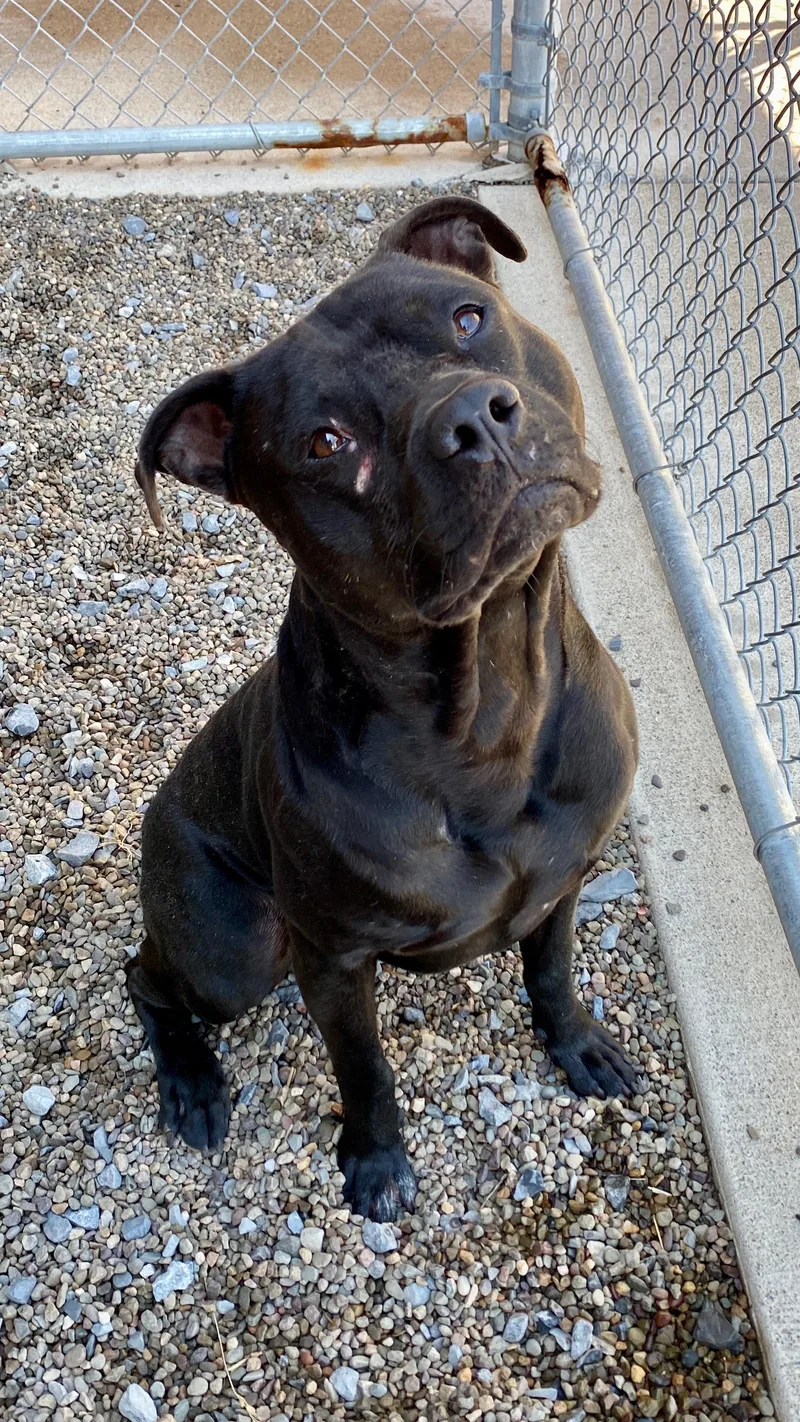 A young medium-sized male Black American Bulldog dog named Brawler for adoption in Sunbury, PA