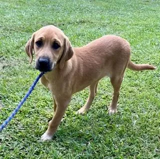 A baby large-sized female Golden Hound dog named Anne for adoption in Alexandria, LA