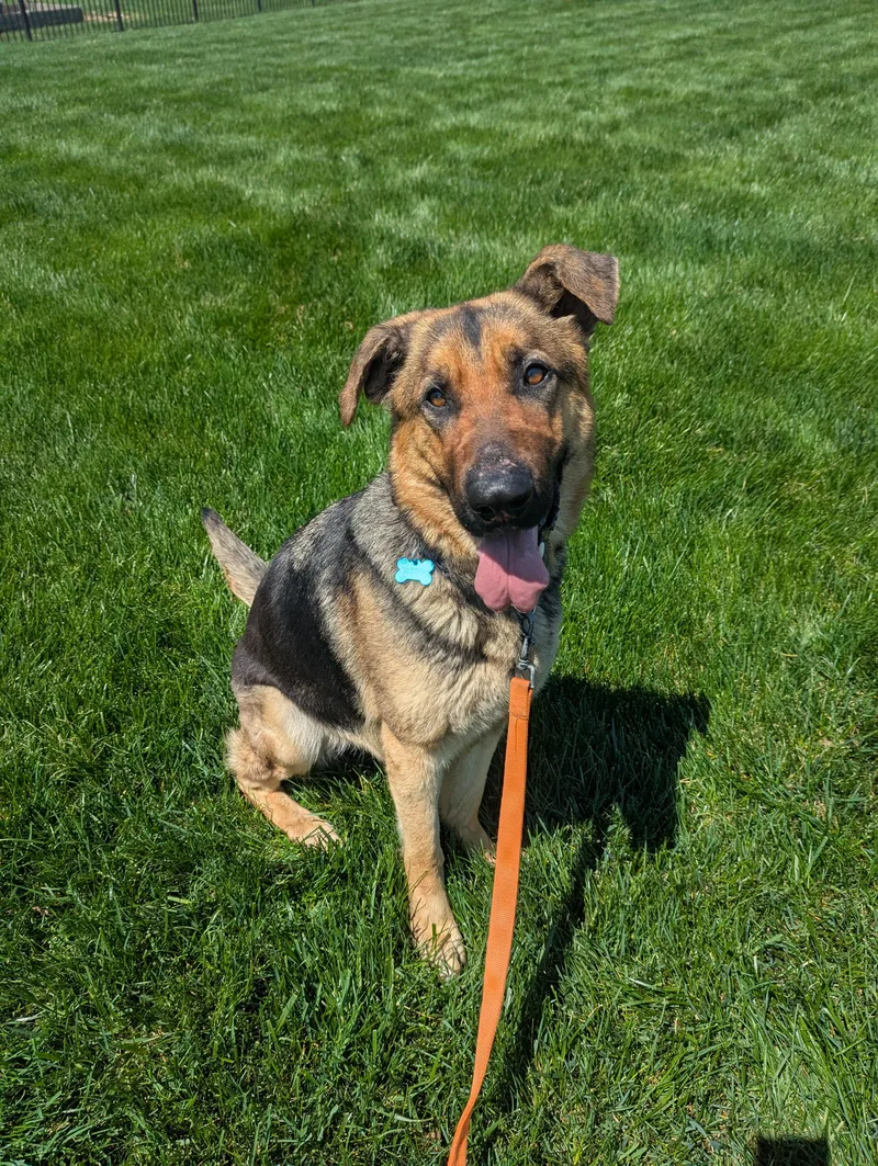 A young large-sized female German Shepherd Dog dog named Luna for adoption in Landenberg, PA