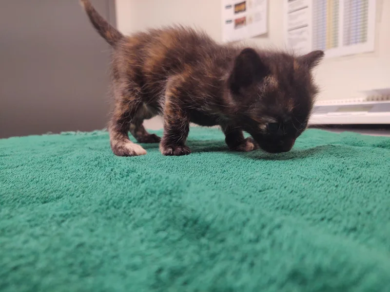 A baby small-sized female Domestic Short Hair cat named Nova for adoption in Chico, CA