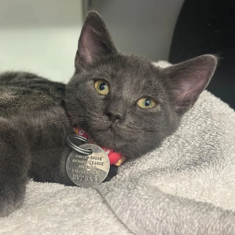 A baby small-sized female Gray / Blue / Silver Domestic Short Hair cat named WV Blue Doll for adoption in Port Washington, NY