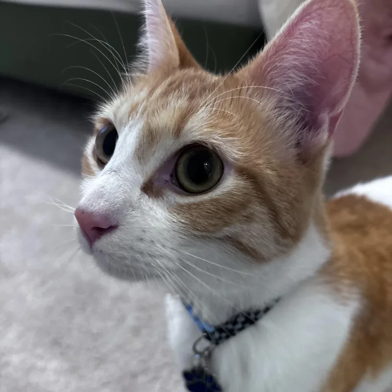 A young small-sized male Orange / Red Domestic Short Hair cat named Crouton for adoption in Inman, SC