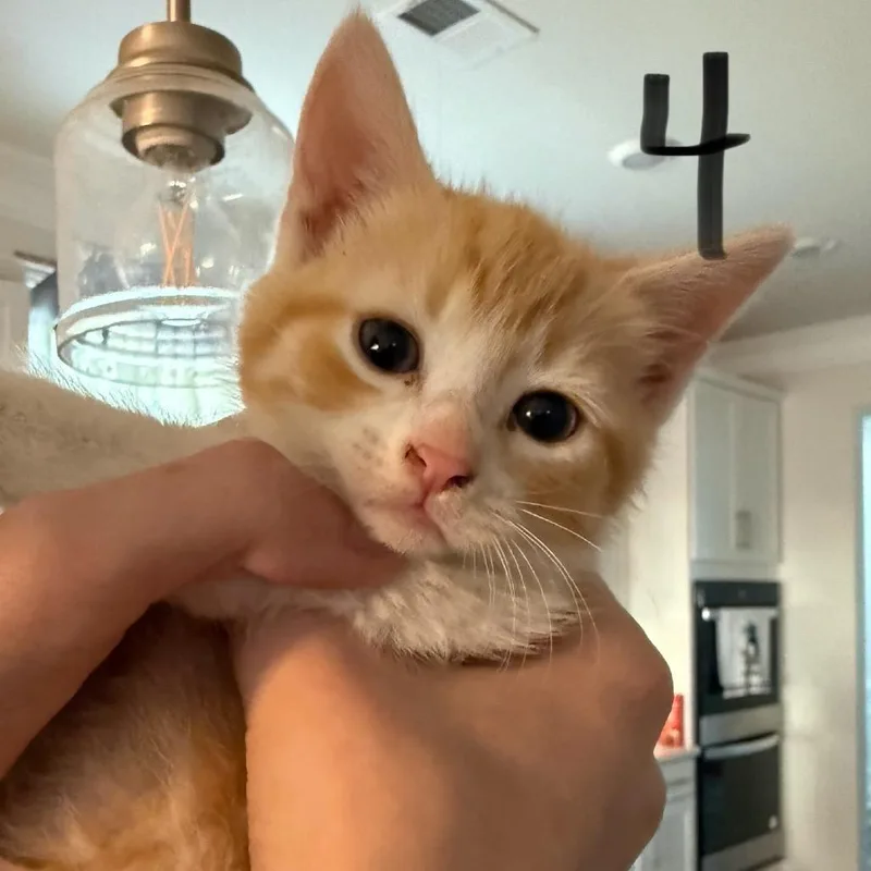 Crouton thumbnail 2