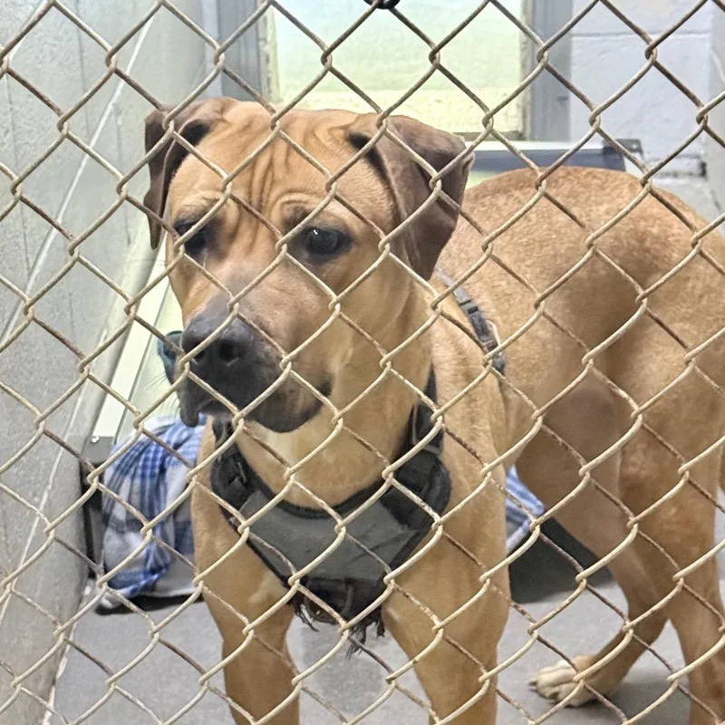 A young medium-sized female Belgian Shepherd / Malinois dog named Jasmine for adoption in Summerville, SC