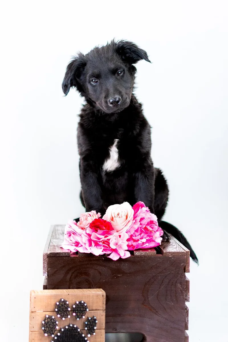 A baby medium-sized female Labrador Retriever dog named 350-26 for adoption in Brighton, CO