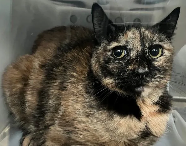 A young medium-sized female Domestic Short Hair cat named Lilac for adoption in Staten Island, NY