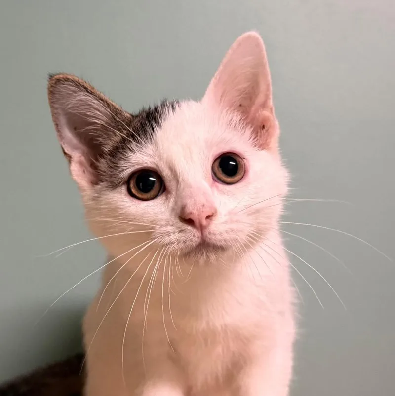 A young small-sized female White Domestic Short Hair cat named Karlie for adoption in Amery, WI