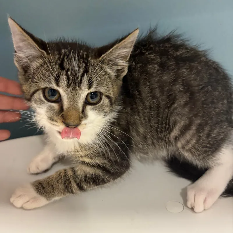 A baby small-sized female Buff / Tan / Fawn Domestic Short Hair cat named Sally for adoption in Chattanooga, TN