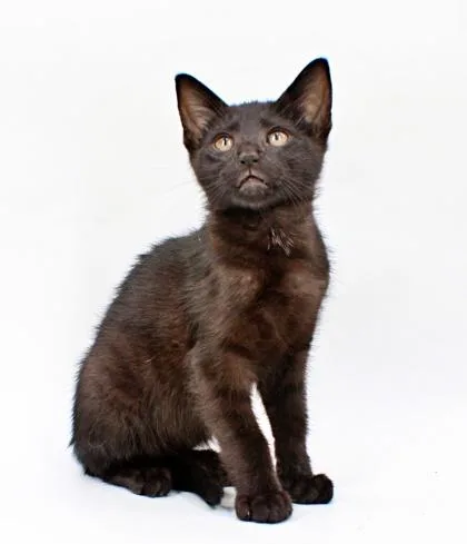 A baby small-sized male Domestic Short Hair cat named Crepe for adoption in Morton Grove, IL