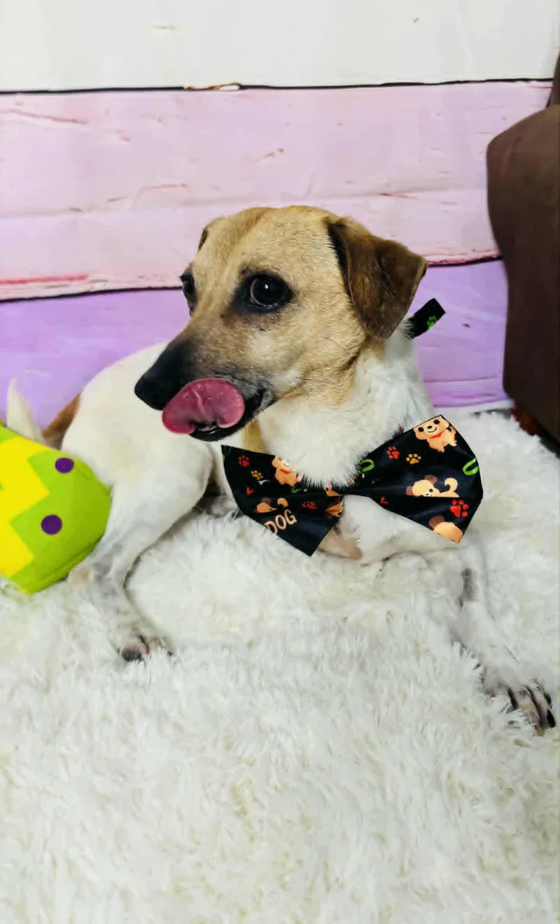 A young small-sized male Chihuahua dog named Bingo for adoption in Houston, TX