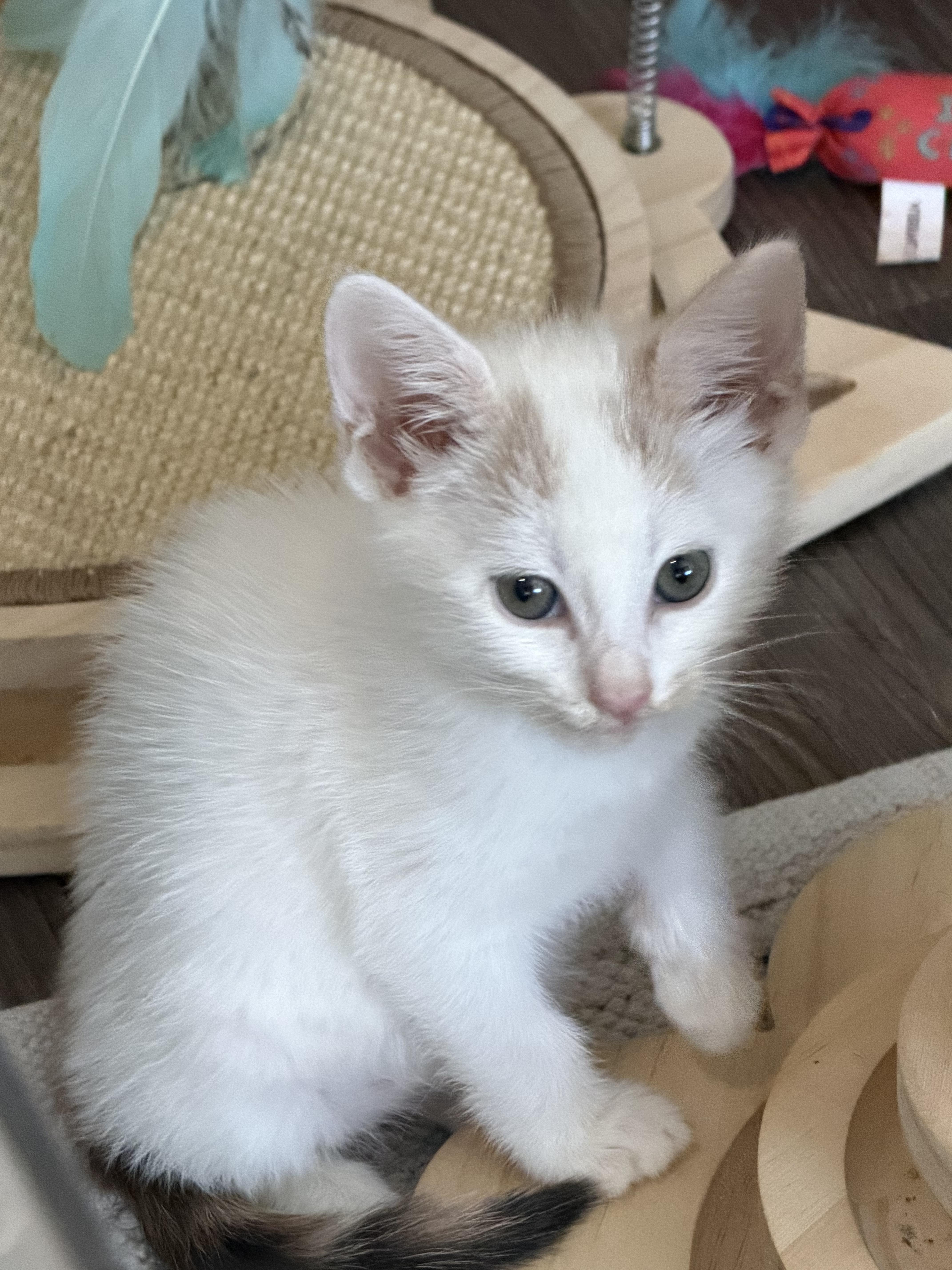 A baby small-sized female American Shorthair cat named Nimbus for adoption in Round Rock, TX