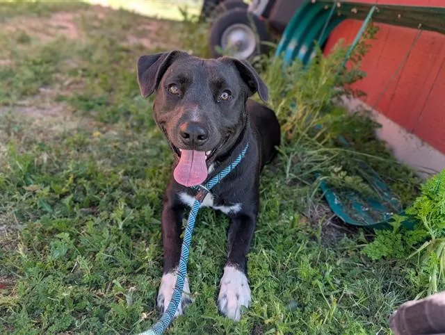 Oreo