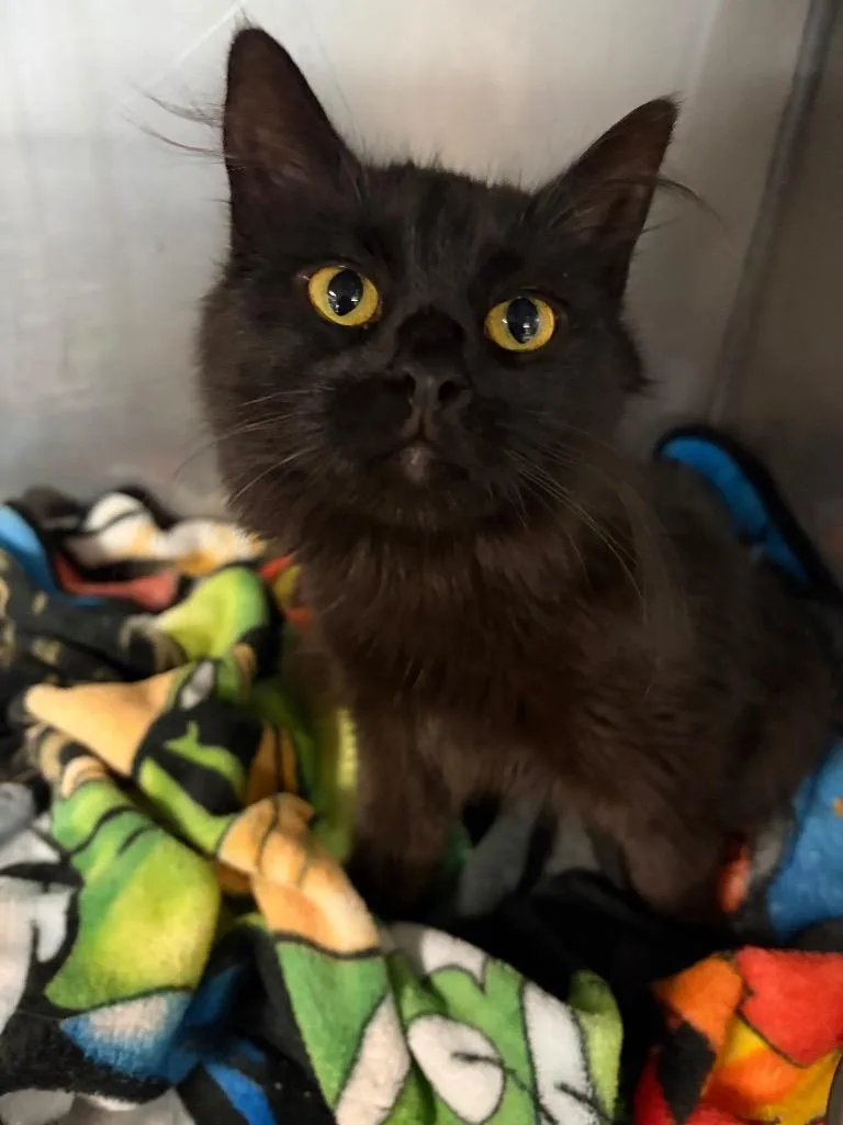 A baby medium-sized female Domestic Long Hair cat named Shasta for adoption in Huntington, IN