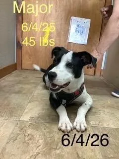 A young medium-sized male Border Collie dog named Major for adoption in Wakefield, RI