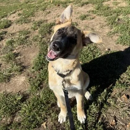 A young large-sized male Shepherd dog named Linguine for adoption in Merriam, KS
