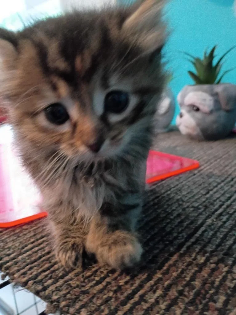 A baby small-sized male Domestic Medium Hair cat named Percy for adoption in Crocker, MO