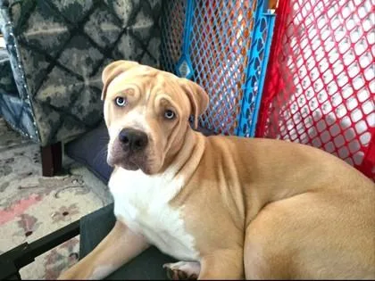 A young large-sized male Labrador Retriever dog named Bluey for adoption in Lowell, MA