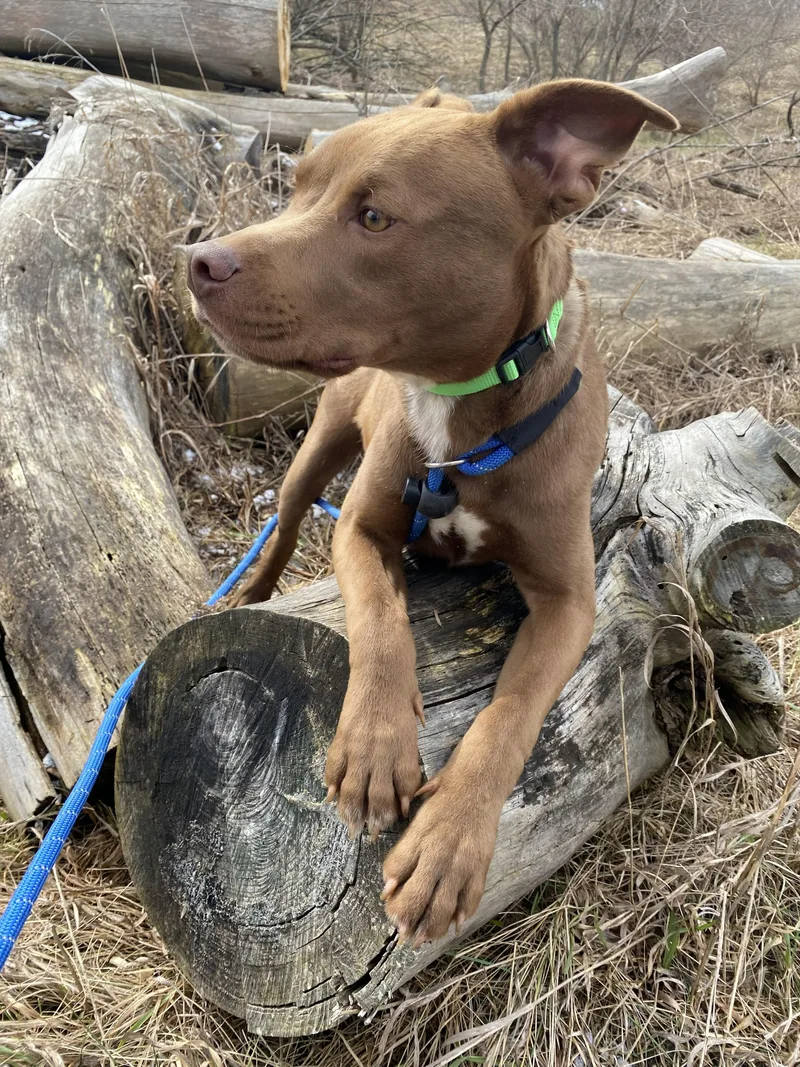 Theodore thumbnail 3