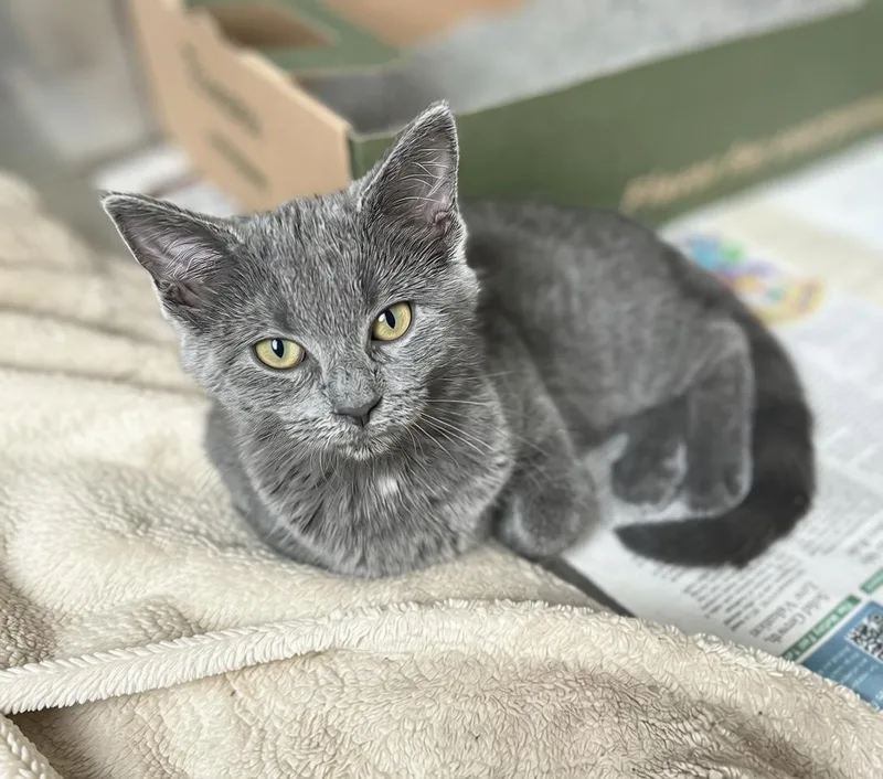 A baby medium-sized female Gray / Blue / Silver Domestic Short Hair cat named Rosemary for adoption in Seville, OH