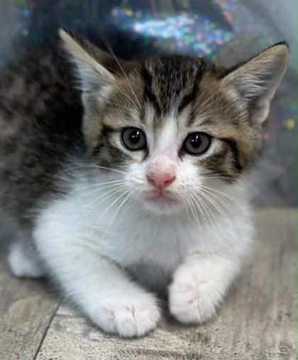 An adult small-sized male Domestic Short Hair cat named Biscuit for adoption in Shreveport, LA