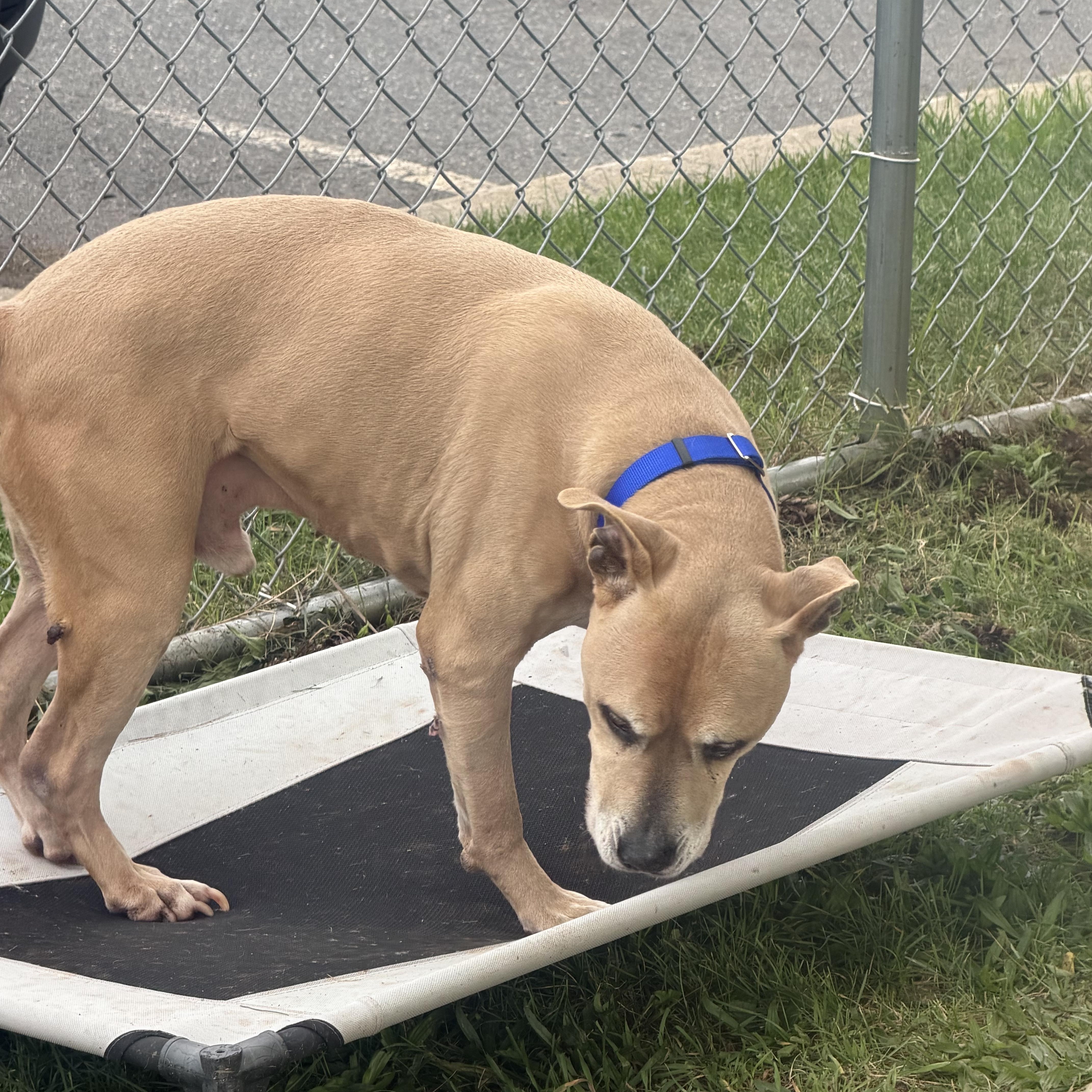 A senior large-sized male Pit Bull Terrier dog named Titus for adoption in Somerset, NJ