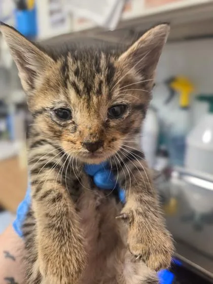 A baby small-sized male Domestic Short Hair cat named Fry for adoption in Fresno, CA