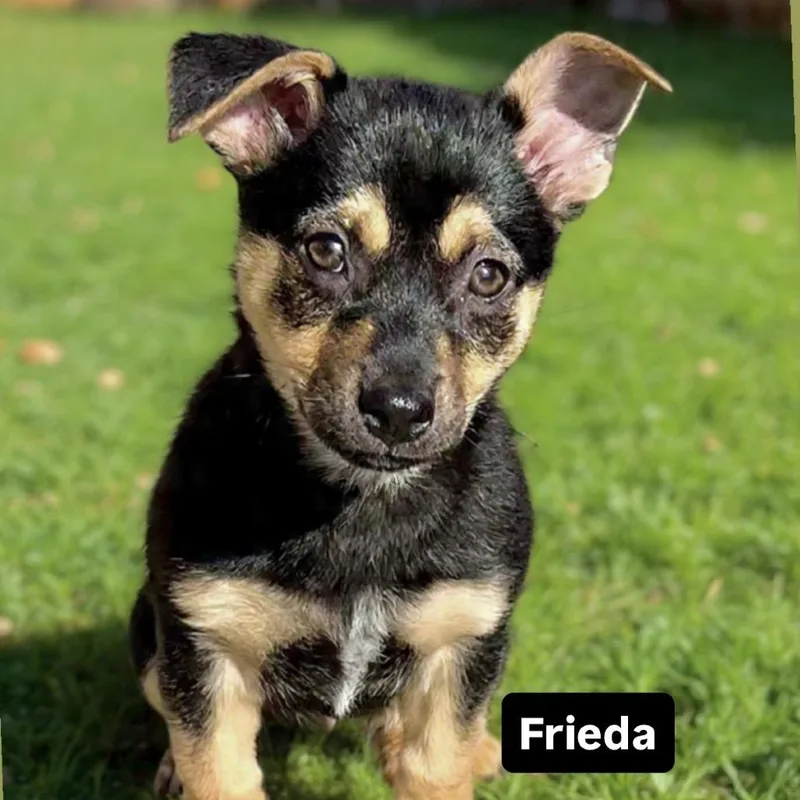 Frieda thumbnail 5
