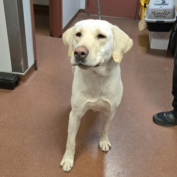 An adult large-sized male Labrador Retriever dog named Noodle for adoption in Dublin, CA