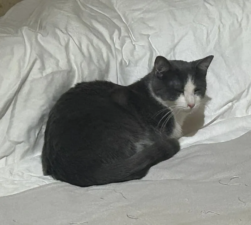 Biff Obispo Bonded Sabine