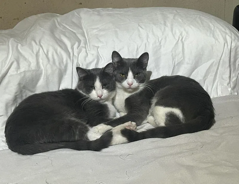 Biff Obispo Bonded Sabine thumbnail 2