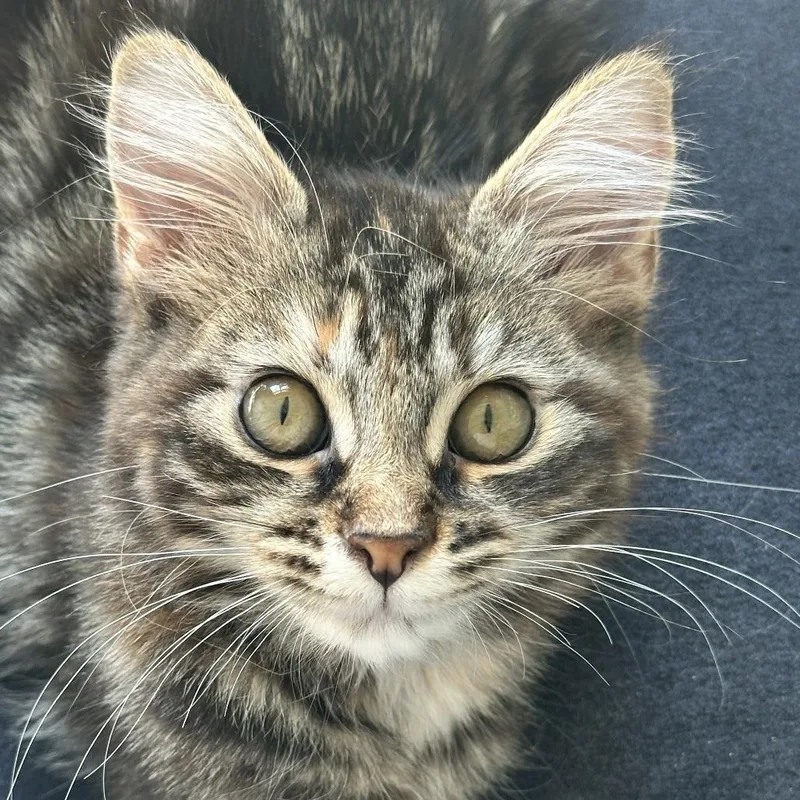 A baby small-sized female Domestic Short Hair cat named Aspen for adoption in Cumming, GA