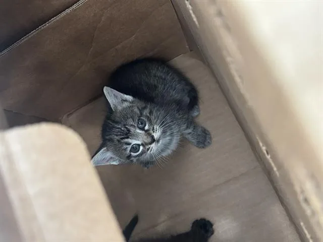 A baby medium-sized female Domestic Short Hair cat named Lola for adoption in Dallas, TX