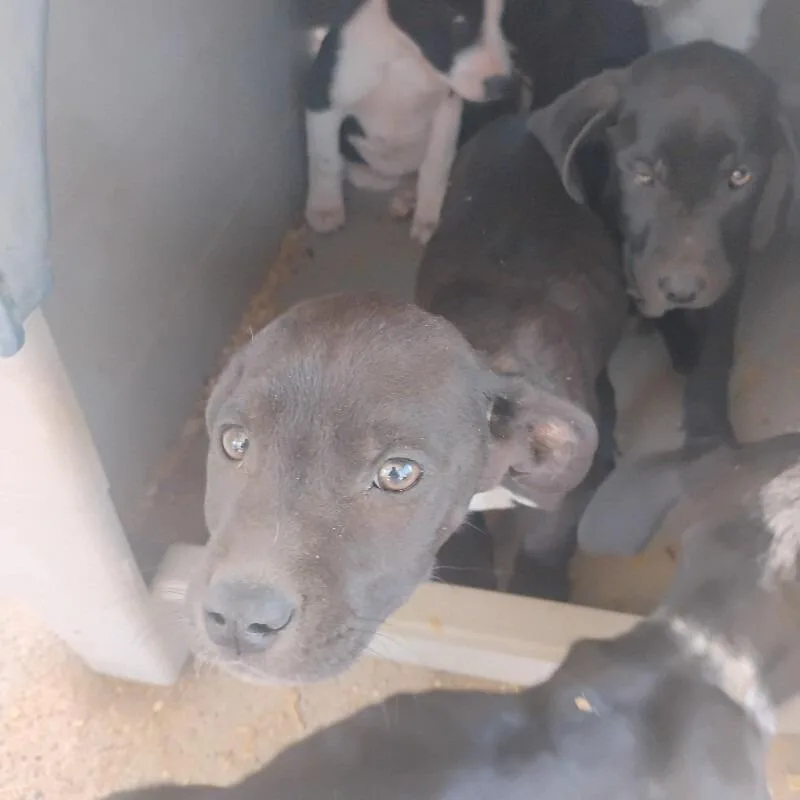 A baby small-sized male Black Mixed Breed dog named Mcfly for adoption in East Smithfield , PA