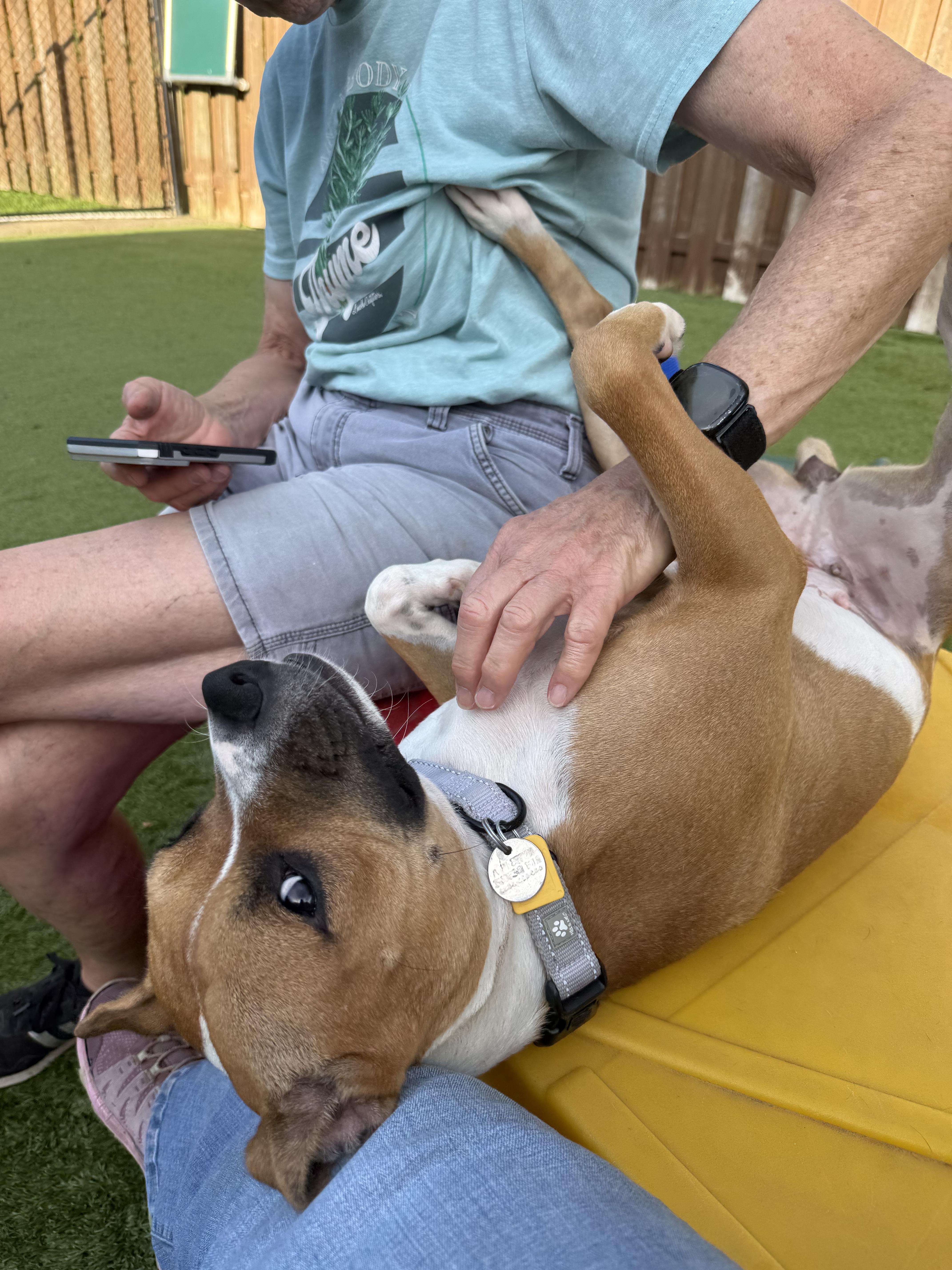 A young medium-sized female Pit Bull Terrier dog named Ginger Snaps for adoption in Cleveland, OH